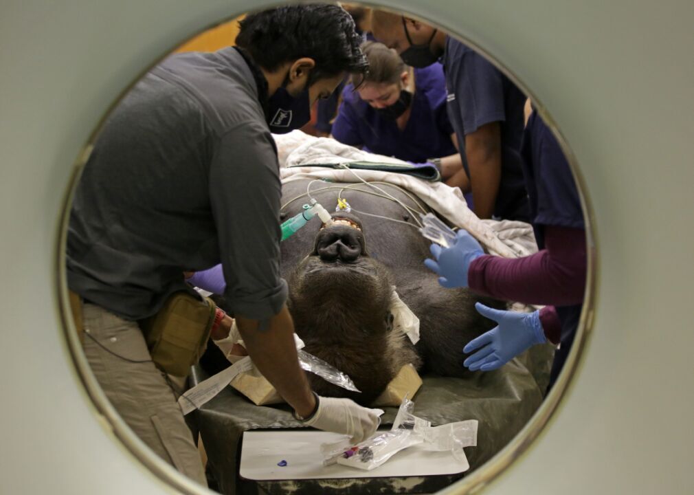 CT scan for a 210-kilogram gorilla in South Africa